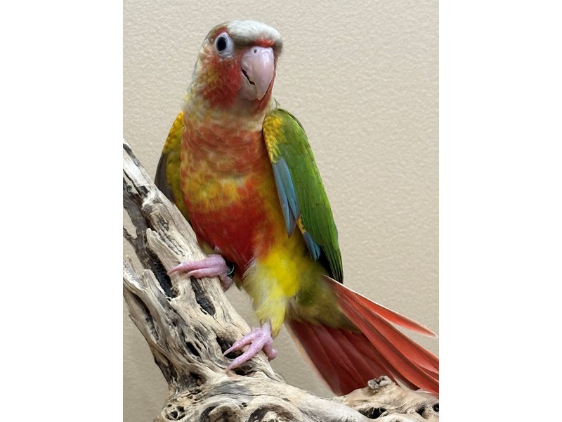 Available Pets - Petland Hoffman Estates, IL
